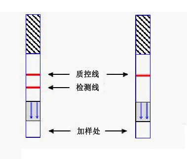 胶体金定量/定性快速检测平台