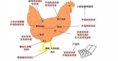 霉菌毒素对鸡鸭鹅的危害及防控措施