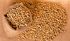 大豆抗营养因子是什么？