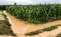 应对多雨玉米霉变危机！新域生物真菌毒素快检箱，现场速测守护粮安