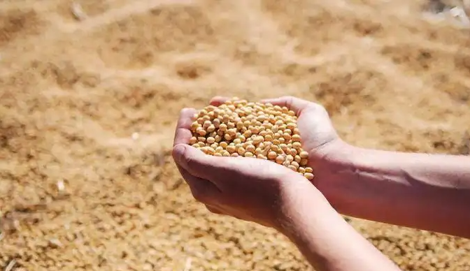 霉菌毒素检测在饲料企业中的重要角色