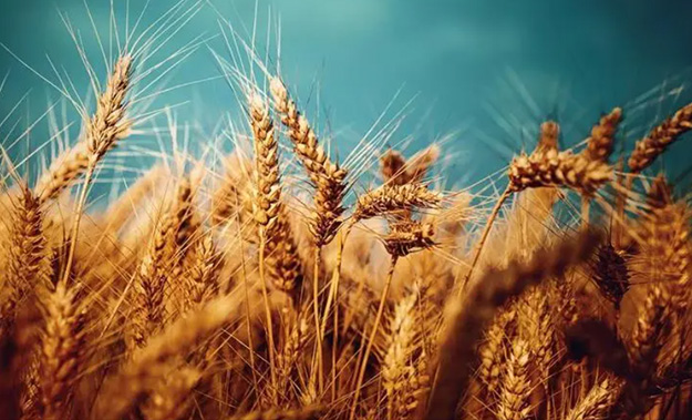 呕吐毒素检测试剂盒