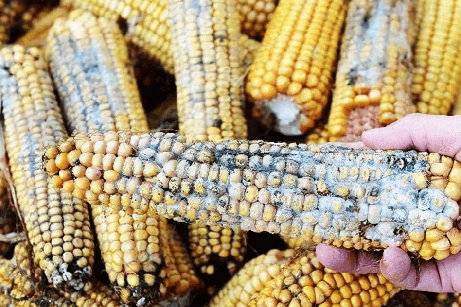 玉米霉菌毒素污染